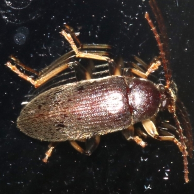 Alleculinae sp. (Subfamily) at Rosedale, NSW - 16 Feb 2019 by jbromilow50