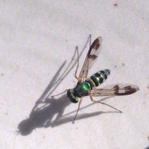 Austrosciapus sp. (genus) at Acton, ACT - 23 Feb 2017