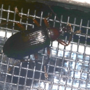 Homotrysis sp. (genus) at Rosedale, NSW - 16 Feb 2019 09:11 PM