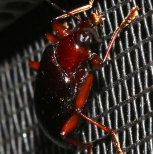 Homotrysis sp. (genus) at Rosedale, NSW - 16 Feb 2019 09:11 PM