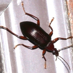 Homotrysis sp. (genus) at Rosedale, NSW - 16 Feb 2019 09:11 PM
