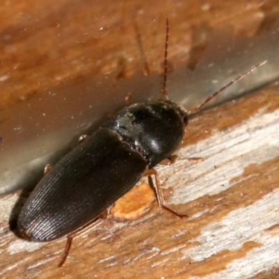 Monocrepidus sp. (genus) (Click beetle) at Rosedale, NSW - 14 Feb 2019 by jb2602