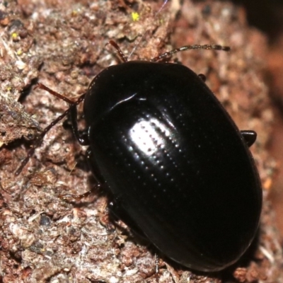 Amarygmus sp. (A Darkling beetle) at Rosedale, NSW - 14 Feb 2019 by jbromilow50