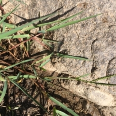 Paspalum distichum (Water Couch) at Stromlo, ACT - 20 Feb 2019 by JaneR