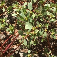 Portulaca oleracea (Pigweed, Purslane) at Stromlo, ACT - 20 Feb 2019 by JaneR