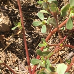 Portulaca oleracea at Stromlo, ACT - 20 Feb 2019 03:58 PM