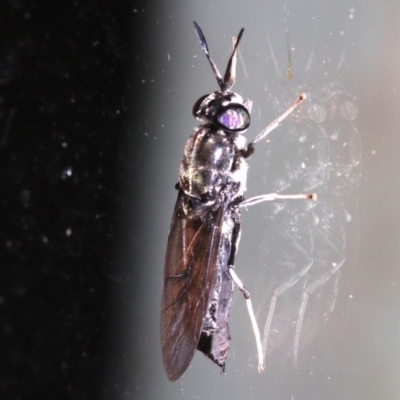 Hermetia illucens (American Soldier Fly) at Rosedale, NSW - 14 Feb 2019 by jbromilow50