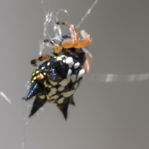 Austracantha minax at Amaroo, ACT - 22 Feb 2019