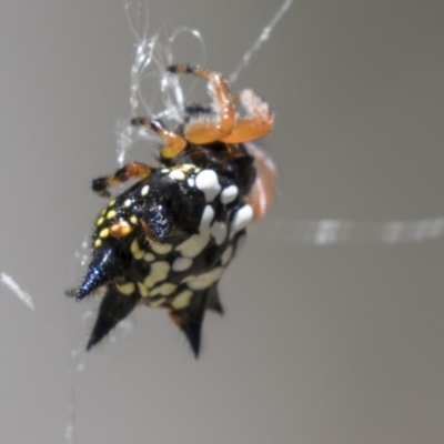 Austracantha minax (Christmas Spider, Jewel Spider) at Amaroo, ACT - 22 Feb 2019 by AlisonMilton