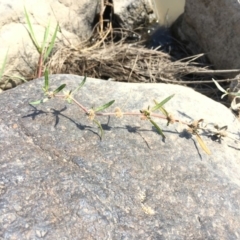 Alternanthera denticulata at Stromlo, ACT - 20 Feb 2019