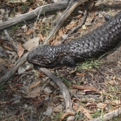 Tiliqua rugosa at Amaroo, ACT - 22 Feb 2019