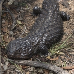 Tiliqua rugosa at Amaroo, ACT - 22 Feb 2019