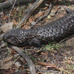 Tiliqua rugosa at Amaroo, ACT - 22 Feb 2019