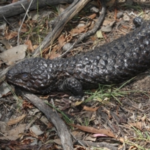 Tiliqua rugosa at Amaroo, ACT - 22 Feb 2019 12:56 PM