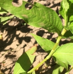 Persicaria hydropiper at Coree, ACT - 20 Feb 2019