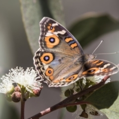 Junonia villida (Meadow Argus) at Amaroo, ACT - 22 Feb 2019 by Alison Milton