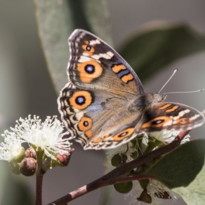 Junonia villida (Meadow Argus) at Amaroo, ACT - 22 Feb 2019 by AlisonMilton