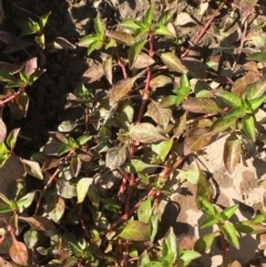 Ludwigia palustris at Coree, ACT - 20 Feb 2019