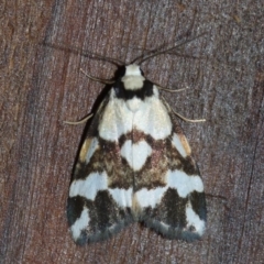 Thallarcha staurocola (Patched Footman) at Rosedale, NSW - 15 Feb 2019 by jbromilow50