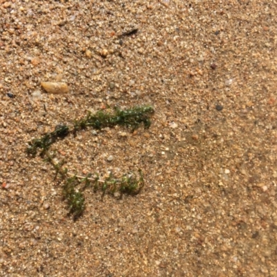 Elodea canadensis (Canadian Pondweed) at Strathnairn, ACT - 23 Feb 2019 by JaneR