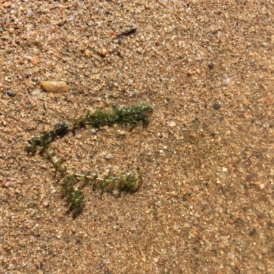 Elodea canadensis (Canadian Pondweed) at Strathnairn, ACT - 23 Feb 2019 by JaneR