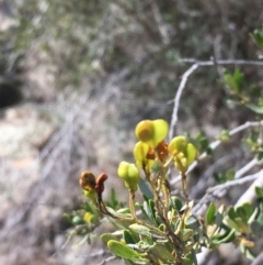 Bursaria spinosa at Stromlo, ACT - 20 Feb 2019