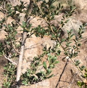 Bursaria spinosa at Stromlo, ACT - 20 Feb 2019