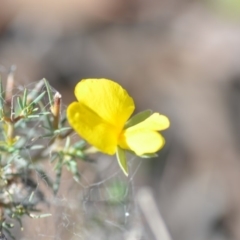 Gompholobium huegelii (Pale Wedge Pea) at Wamboin, NSW - 8 Dec 2018 by natureguy