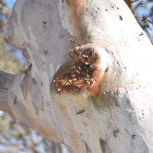 Apis mellifera at Wamboin, NSW - 8 Dec 2018