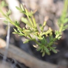 Brachyscome rigidula at Wamboin, NSW - 8 Dec 2018 07:35 PM