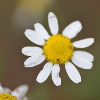 Chamaemelum nobile (Chamomile Daisy) at Wamboin, NSW - 13 Dec 2018 by natureguy