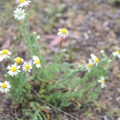 Chamaemelum nobile at Wamboin, NSW - 13 Dec 2018 02:23 PM