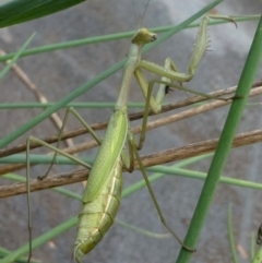 Pseudomantis albofimbriata (False garden mantis) at Kambah, ACT - 18 Feb 2019 by HarveyPerkins