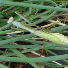 Pseudomantis albofimbriata at Kambah, ACT - 18 Feb 2019