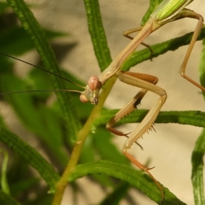 Pseudomantis albofimbriata at Kambah, ACT - 9 Feb 2019