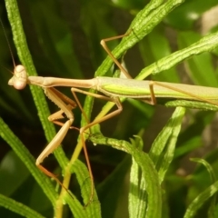 Pseudomantis albofimbriata at Kambah, ACT - 9 Feb 2019