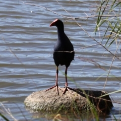 Porphyrio melanotus (Australasian Swamphen) at Greenway, ACT - 23 Feb 2019 by HarveyPerkins