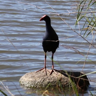 Porphyrio melanotus (Australasian Swamphen) at Greenway, ACT - 22 Feb 2019 by HarveyPerkins