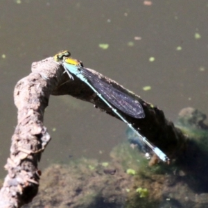 Pseudagrion aureofrons at Greenway, ACT - 23 Feb 2019