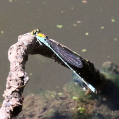 Pseudagrion aureofrons (Gold-fronted Riverdamsel) at Greenway, ACT - 22 Feb 2019 by HarveyPerkins