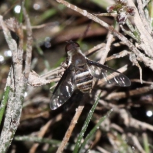 Villa sp. (genus) at Banks, ACT - 23 Feb 2019