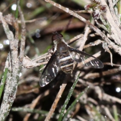 Villa sp. (genus) (Unidentified Villa bee fly) at Banks, ACT - 23 Feb 2019 by HarveyPerkins