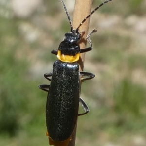 Chauliognathus lugubris at Banks, ACT - 23 Feb 2019 12:04 PM