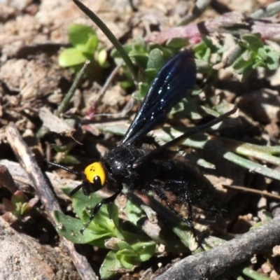 Scolia (Discolia) verticalis (Yellow-headed hairy flower wasp) at Banks, ACT - 23 Feb 2019 by HarveyPerkins