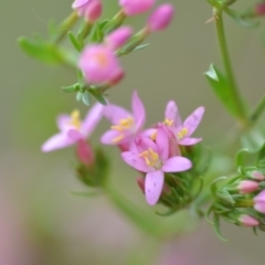 Centaurium erythraea (Common Centaury) at Wamboin, NSW - 13 Dec 2018 by natureguy