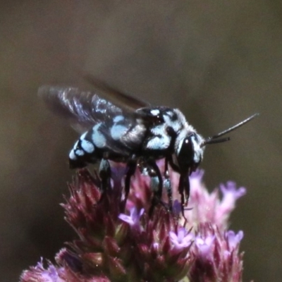Thyreus caeruleopunctatus (Chequered cuckoo bee) at Banks, ACT - 23 Feb 2019 by HarveyPerkins