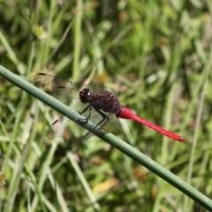 Orthetrum villosovittatum (Fiery Skimmer) at Banks, ACT - 23 Feb 2019 by HarveyPerkins