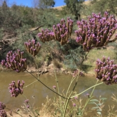 Verbena incompta (Purpletop) at Stromlo, ACT - 20 Feb 2019 by JaneR