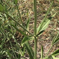 Verbena incompta at Stromlo, ACT - 20 Feb 2019 04:26 PM