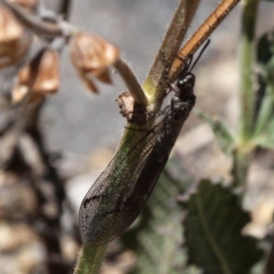 Myrmeleontidae (family) (Unidentified Antlion Lacewing) at Rob Roy Range - 23 Feb 2019 by HarveyPerkins